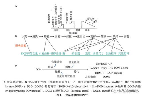 食品科學 安徽工程大學郭紅艷講師等 嘔吐毒素的食品污染 吸收代謝及腸道毒性研究進展